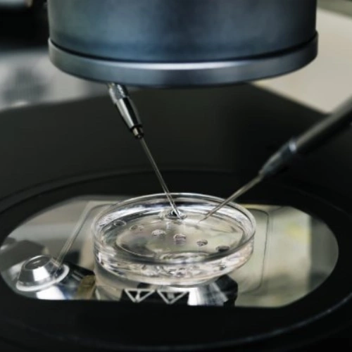 Bước 3: Thụ tinh và nuôi cấy phôi