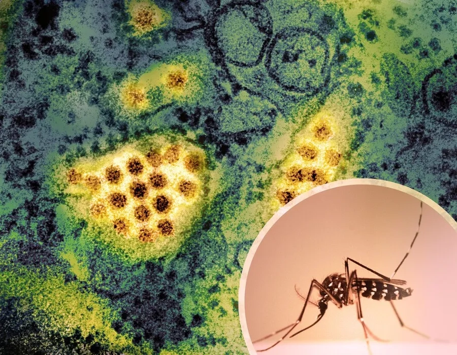 Virus sốt xuất huyết là gì? Phân loại và đặc điểm từng type