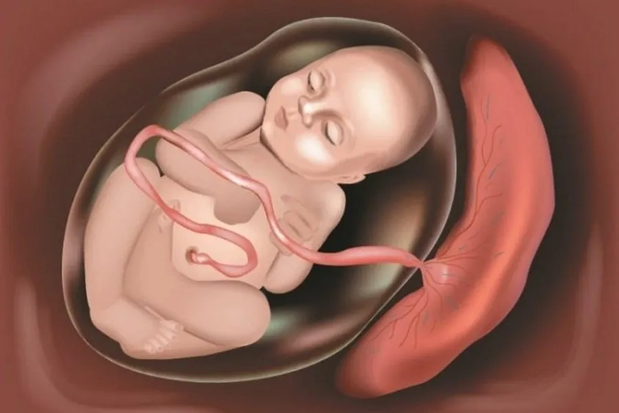 Túi ối là gì? Kích thước túi ối bao nhiêu thì có tim thai?