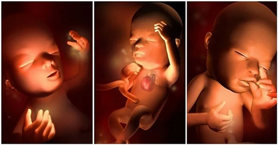 Dấu Hiệu Thiểu Ối 3 Tháng Giữa: Nguyên Nhân Và Cách Điều Trị Chuẩn Chuyên Gia  