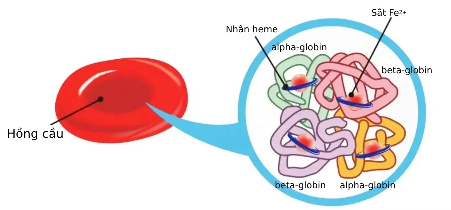 Bệnh Alpha Thalassemia là gì? Triệu chứng nhận biết và hướng điều trị