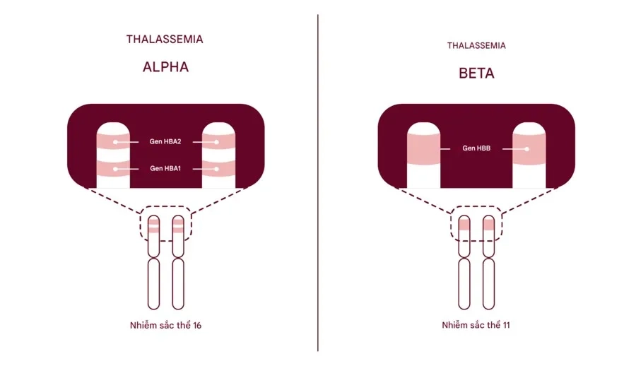 So sánh Alpha Thalassemia và Beta Thalassemia: Hiểu đúng để phòng ngừa hiệu quả