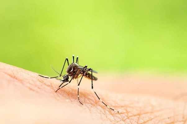 Bệnh Chikungunya là gì? Có nguy hiểm không? Nguyên nhân, triệu chứng, chẩn đoán và điều trị
