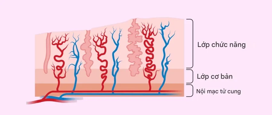 Lớp chức năng có nhiệm vụ dày lên theo chu kỳ kinh nguyệt để chuẩn bị cho trứng đã thụ tinh làm tổ