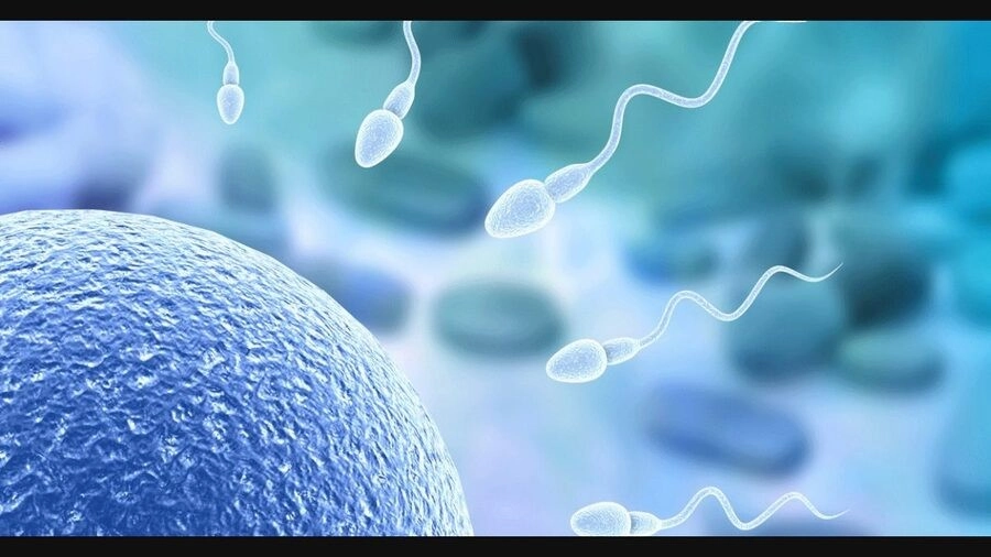 Khả năng sống sót của tinh trùng trong cơ thể người phụ nữ chịu ảnh hưởng đáng kể từ chất lượng tinh trùng của nam giới