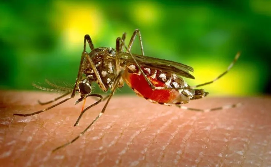 Sốt xuất huyết lây chủ yếu qua muỗi vằn Aedes truyền virus Dengue