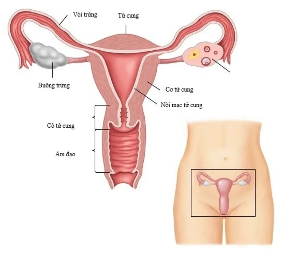 Giải phẫu hệ sinh dục nữ