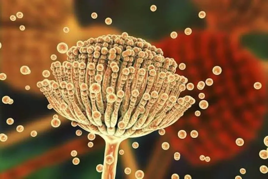 Aspergillus có thể gây nhiễm nấm phổi xâm lấn ở người suy giảm miễn dịch