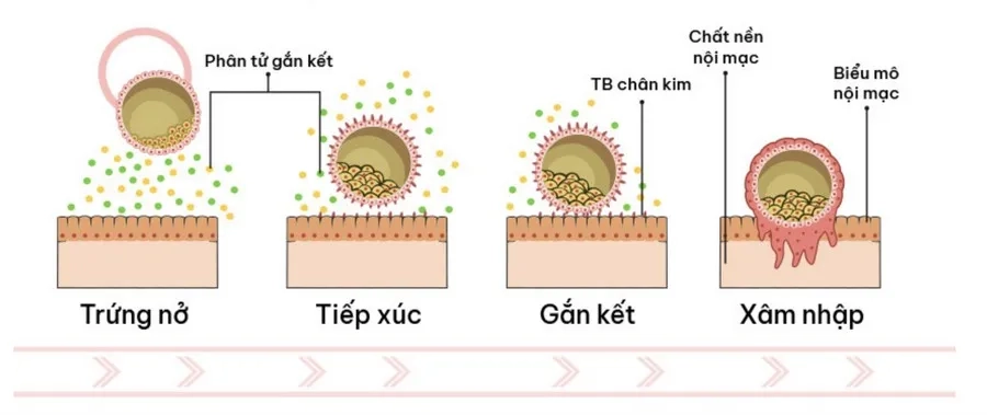 Quá trình làm tổ của phôi sau khi được chuyển vào buồng tử cung