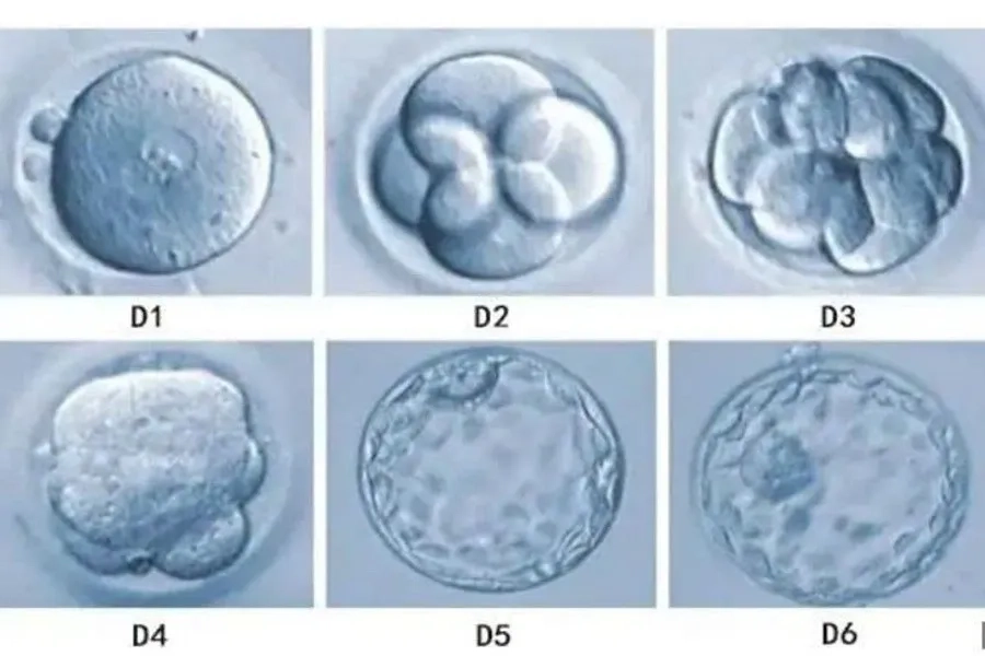 Chất lượng phôi tốt là yếu tố quan trọng trong việc quyết định khả năng làm tổ thành công của phôi