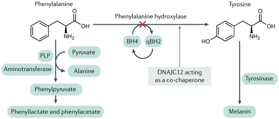 Quá trình chuyển hóa phenylalanine và PKU