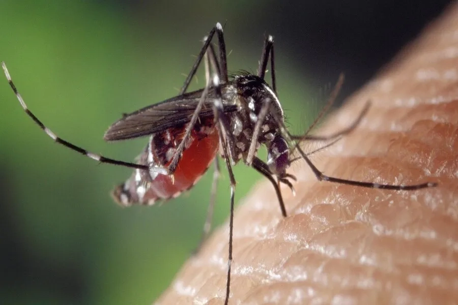 Nguyên nhân gây ra bệnh sốt xuất huyết là do vết đốt của muỗi Aedes lây truyền virus Dengue