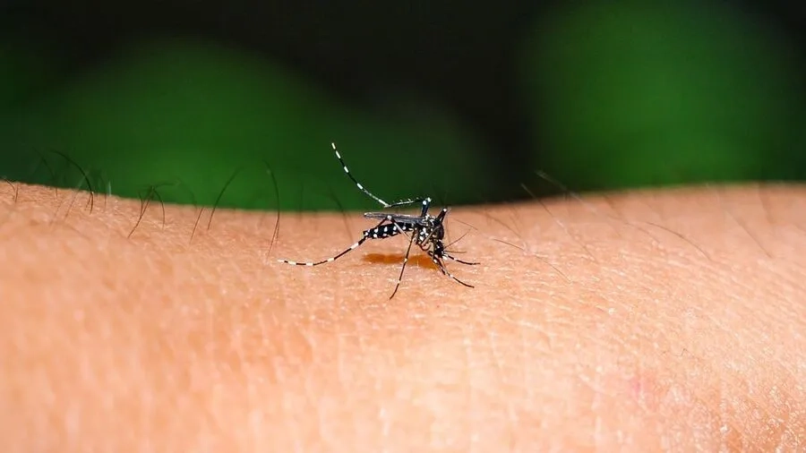 Muỗi Aedes aegypti có khả năng truyền virus Dengue sang người thông qua vết đốt