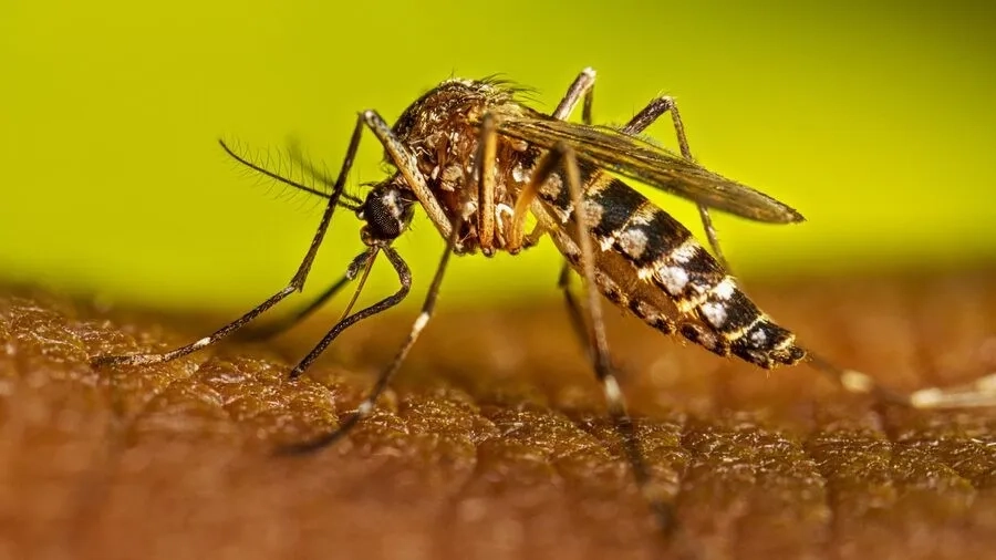 Aedes aegypti là tác nhân truyền bệnh sốt xuất huyết chủ yếu tại Việt Nam