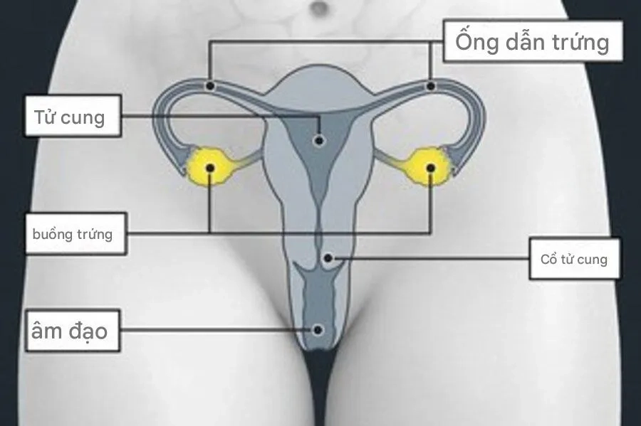 Vị trí của buồng trứng trong khung chậu, nằm hai bên tử cung và gần vòi trứng