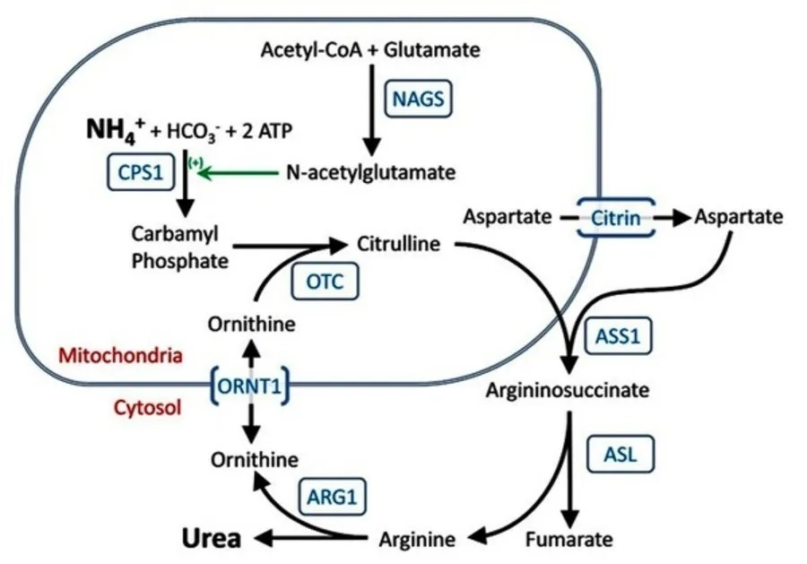 Thiếu hụt OTC xảy ra khi enzym OTC không đủ để chuyển hóa amoniac thành ure, khiến chất độc tích tụ trong máu