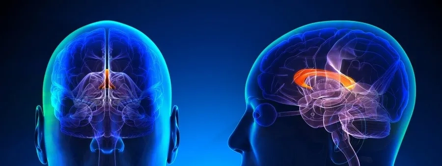 Bất sản thể chai xảy ra khi thể chai không phát triển đầy đủ