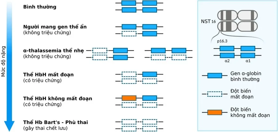 Các thể alpha-thalassemia