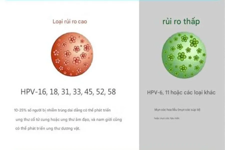 Một số tuýp HPV phổ biến gây nên mụn cóc sinh dục, ung thư cổ tử cung, ung thư dương vật