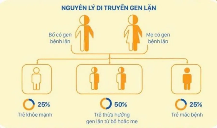 Nguyên lý di truyền gen lặn bệnh Thalassemia
