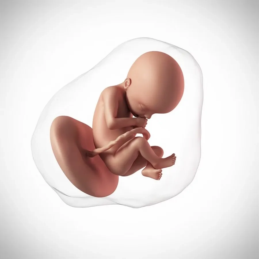 Nước ối là môi trường sống thiết yếu của thai nhi ngay từ những ngày đầu hình thành cho đến khi chào đời
