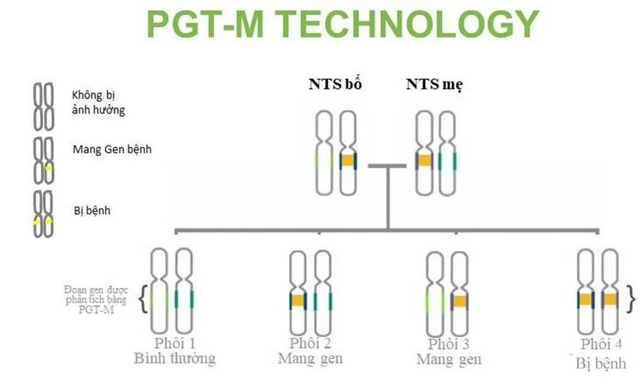 Xét nghiệm sàng lọc di truyền trước chuyển phôi PGT-M giúp các cặp vợ chồng lựa chọn phôi không mang gen/không mang bệnh để chuyển vào tử cung người mẹ nhằm loại bỏ đột biến di truyền gây bệnh ở thế hệ sau