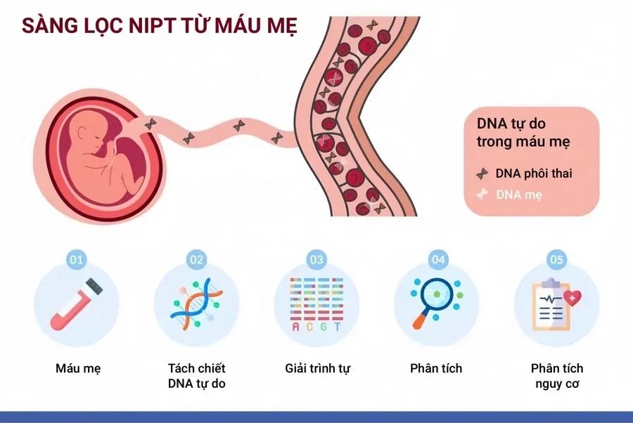 NIPT là xét nghiệm sàng lọc không xâm lấn với độ chính xác cao, an toàn cho mẹ và thai nhi