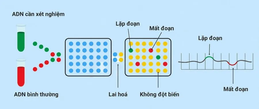 Xét nghiệm Array CGH giúp chẩn đoán bất thường di truyền